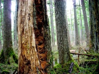 A fire left its mark on this Tongass National Forest tree trunk, as seen in 2008. (Creative Commons photo by Xa’at)