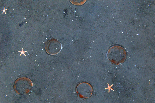 Adult sea scallops on the sea floor were photographed by NOAA scientists in May and June as part of an annual sea scallop survey. Courtesy of Dvora Hart/NOAA Fisheries Science Center