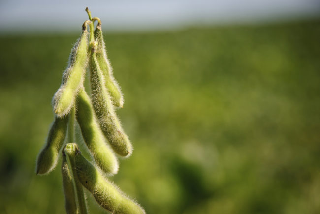 About 90 percent of America's soybeans are genetically modified.