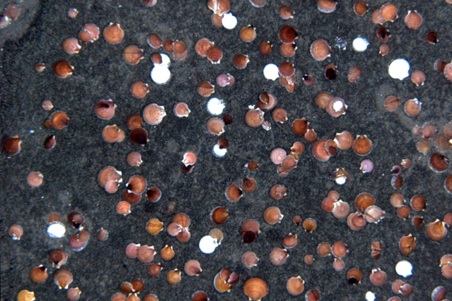 NOAA scientists estimate they saw about 10 billion sea scallops off Delaware and southern New Jersey this spring as part of an annual survey. Courtesy of Dvora Hart/NOAA Fisheries Science Center