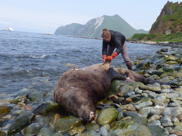 Melissa Good with UAF Alaska Sea Grant collects a sample from a Steller’s sea lion carcass by Unalaska’s Summer Bay. (Photo by John Ryan/KUCB)