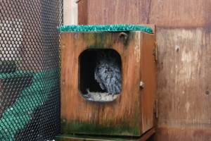 Peanut is a 13-year-old Western Screech Owl currently living at the Alaska Raptor Center. (Photo by Vanessa Walker/KCAW)