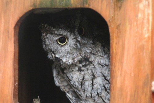 Peanut is a 13-year-old Western Screech Owl currently living at the Alaska Raptor Center. (Photo by Vanessa Walker/KCAW)