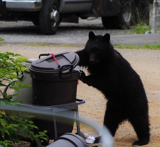 One of the many Ketchikan bears that have figured out the nuances of the bungee cord. (Photo by Rita Leighton)