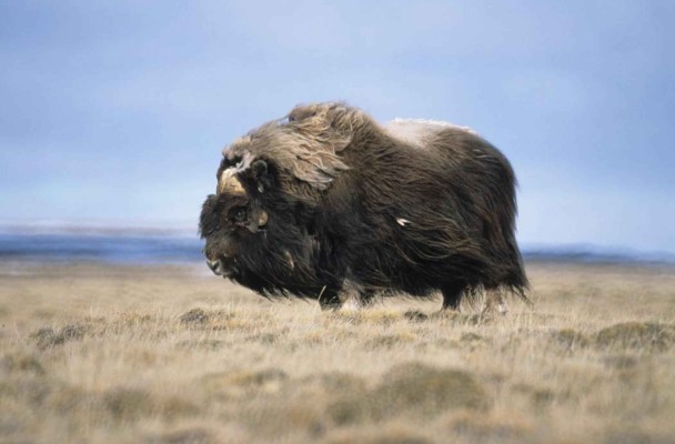 A bull muskox. (Photo by Tim Bowman/U.S. Fish and Wildlife Service)