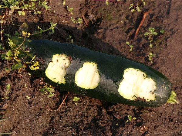 The Bethel Community Garden was torn up Thursday evening, reportedly by four children. (Photo by Dean Swope/KYUK)