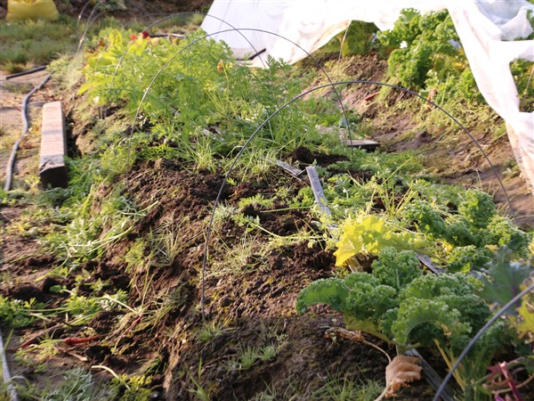 The Bethel Community Garden was torn up Thursday evening, reportedly by four children. (Photo by Dean Swope/KYUK)