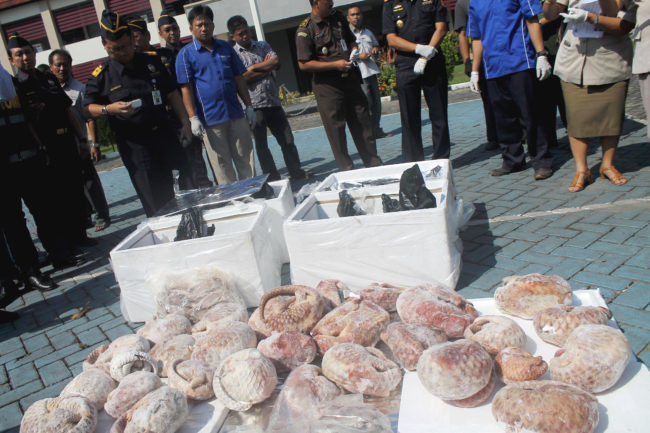 Last month, Indonesian customs officials seized more than a ton of frozen pangolins bound for Singapore. The animal is critically endangered, due to high levels of hunting and poaching for its meat and scales. Jefta Images/Barcroft Media/Landov