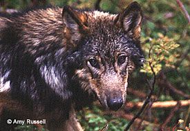 A 5-month-old male wolf pup from Honker Divide on Prince of Wales Island. (Photo courtesy of the Alaska Department of Fish and Game)