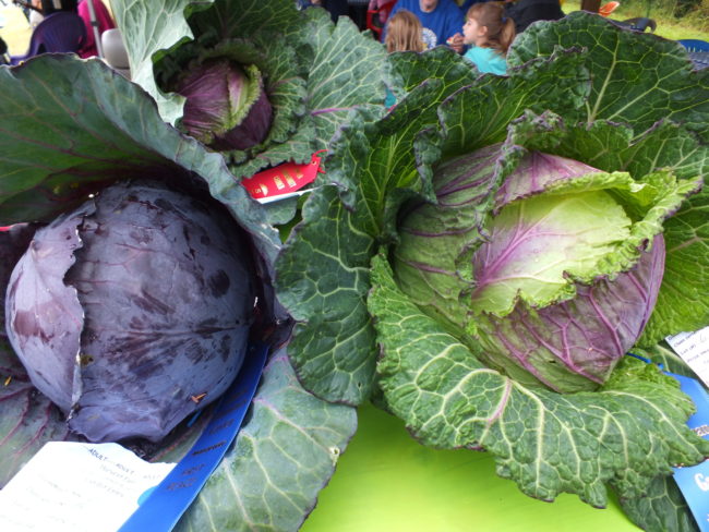 The heads of these award winning cabbage are about the size of volleyballs. (Photo by Matt Miller/KTOO)