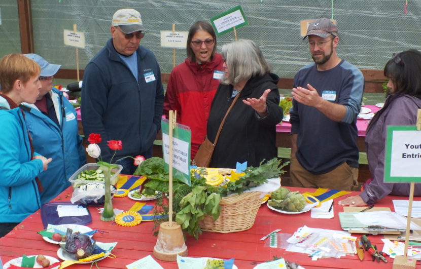 Judges debate criteria and potential awards for one entry during the 2015 Harvest Fair.