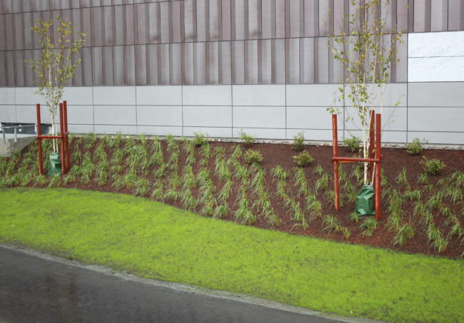 These trees, just planted on the grounds of the new State Library, Archives and Museum, have yet to develop a root system to survive the fall and winter winds. (Photo by Matt Miller/KTOO)