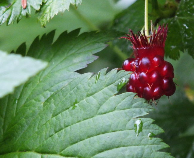 Salmonberry