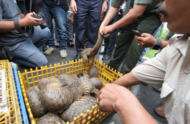 Indonesian officials show live pangolins confiscated from suspected smugglers in 2013. AP