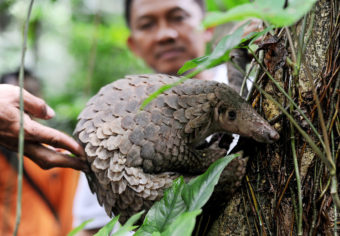A pangolin is released into the wild by officials at a conservation forest in Indonesia in 2013. The animal was among 128 pangolins confiscated by customs officers from a smuggler's boat off Sumatra. Jefri Tarigan/AP