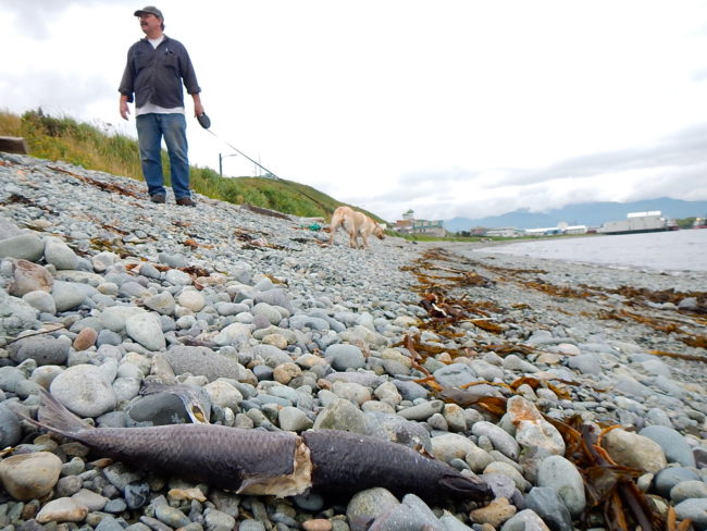 Caleb Livingston takes his dog Hazel for a walk on Unalaska’s Front Beach. (Photo by John Ryan/KUCB)