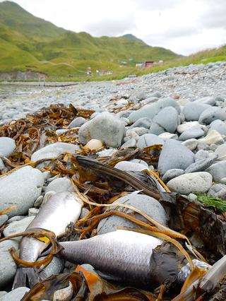 Dead herring on an Unalaska beach on Wednesday. (Photo by John Ryan/KUCB)