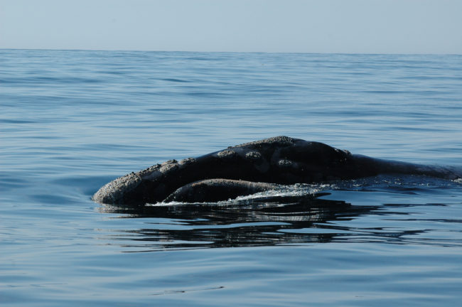 A right whale in the southeastern Bering Sea in 2005. (Photo by Brenda Rone/NOAA Fisheries)