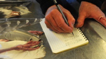 Professor Douglas Causey logs information as he tags and takes basic measurements of the birds he harvested in the Aleutian Islands on June 4. He is looking at the birds' blood and their diet, hoping to find out the ways the ocean is changing as it warms. Bob Hallinen/ADN