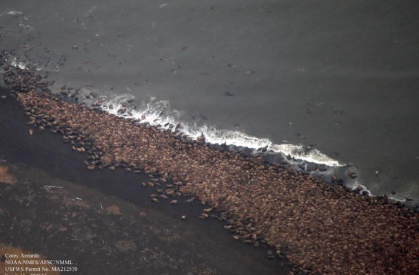 Thousands of Pacific walrus gather on shore near Point Lay in 2014. (Photo courtesy of Corey Accardo/NOAA)