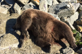 Troopers are looking for information about a bear (pictured) that was shot and left to die at the Cape Nome quarry. (Photo: courtesy of the Alaska Wildlife Troopers)