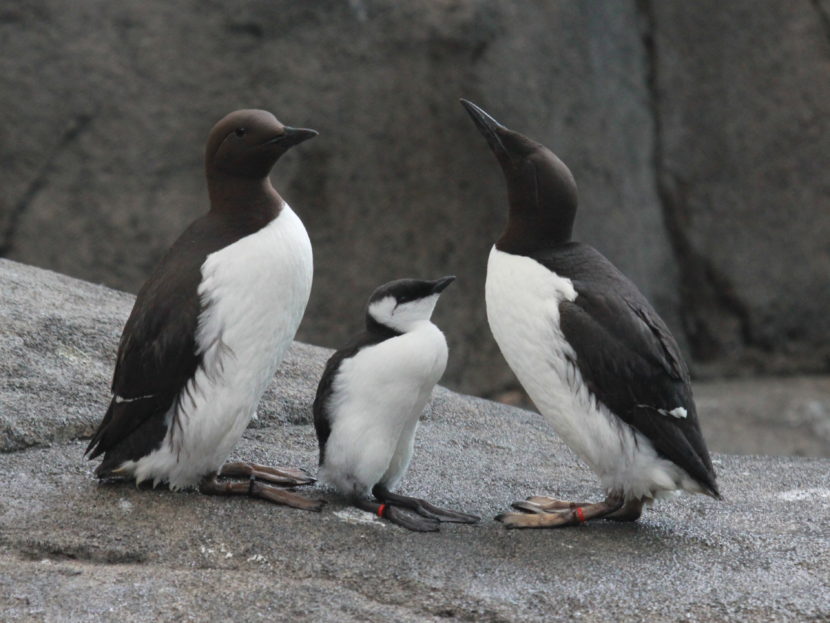 Common Murre ( Uria aalge), also known as Common Guillemot. Photographed at Alaska SeaLife Center in Seward, Alaska. (Creative Commons photo courtesy of <a href="https://commons.wikimedia.org/wiki/File:Common_Murre_RWD1.jpg">Dick Daniels</A>)