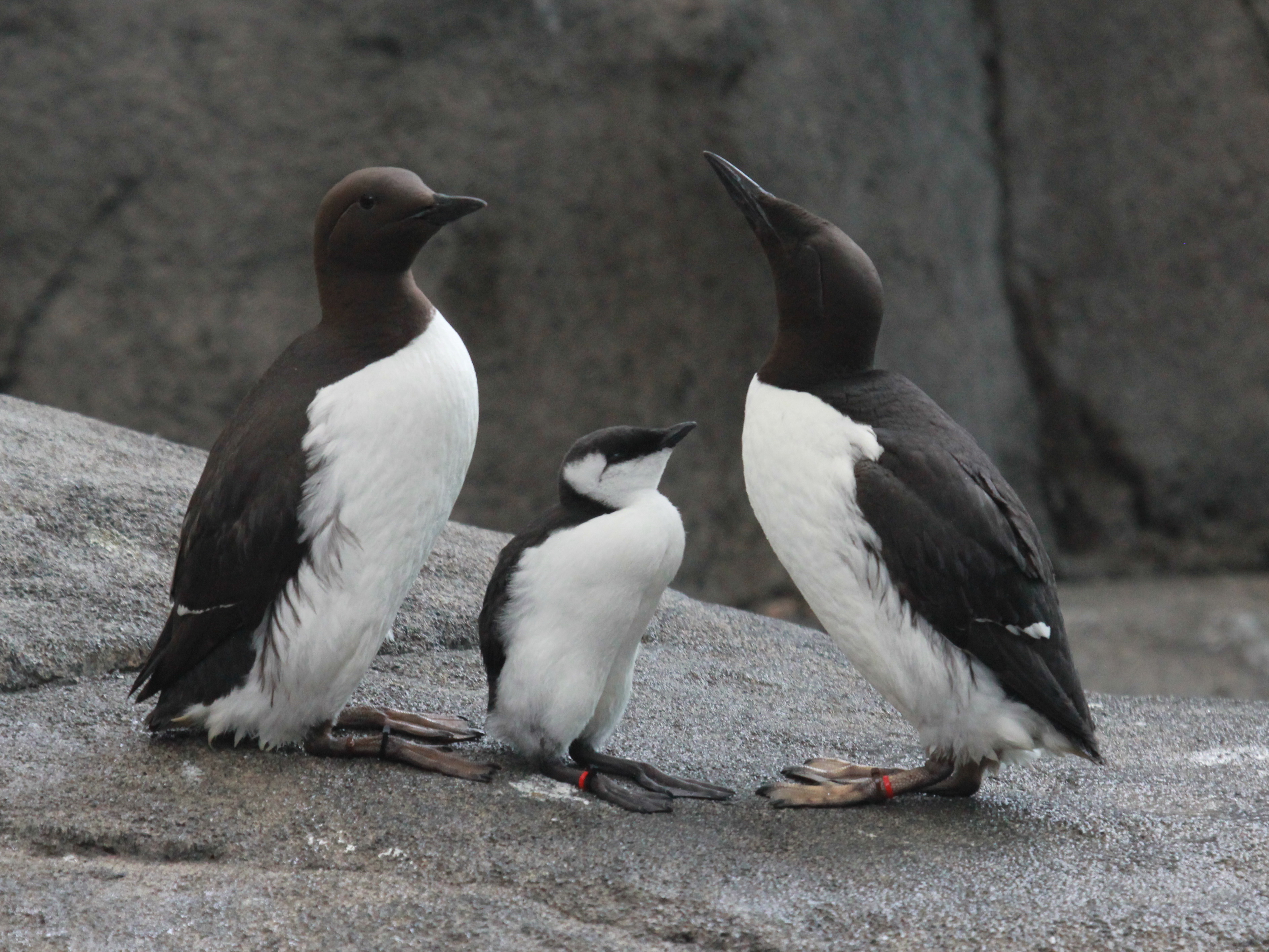 Common Murre ( Uria aalge), also known as Common Guillemot. Photographed at Alaska SeaLife Center in Seward, Alaska. (Creative Commons photo courtesy of Dick Daniels)