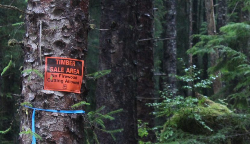 A timber sale sign is posted in the Tongass National Forest on Prince of Wales island. (KRBD file photo)