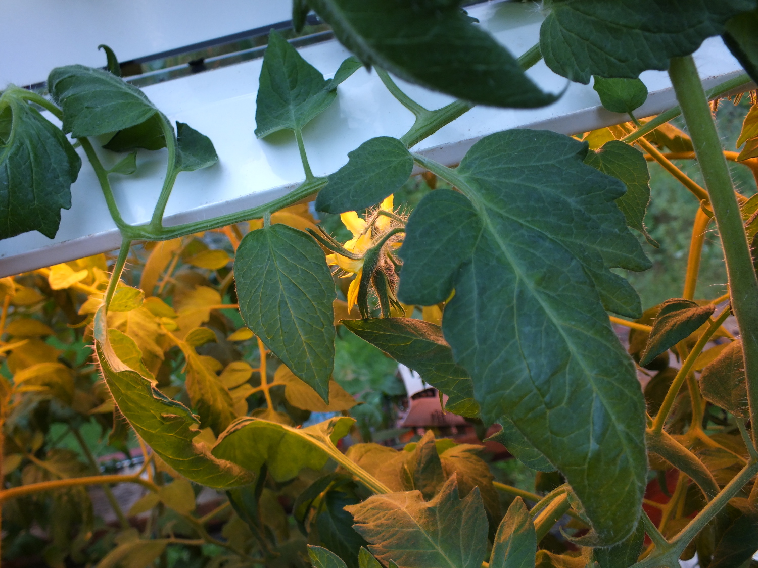 Flowers are just starting to blossom on these tomato plants in a North Douglas greenhouse. But even with grow lights, it's unlikely these plants will provide much fruit before the end of the season. Some of the branches and leaves also need to be thinned out to allow for more sunlight. (Photo by Matt Miller/KTOO)