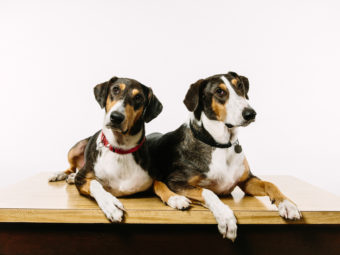 Ken (left) and Henry were created using DNA plucked from a skin cell of Melvin, the beloved pet of Paula and Phillip Dupont of Lafayette, La. Edmund D. Fountain for NPR