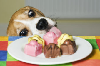 Hard to resist. But if they're marijuana edibles, not such a treat. James A. Guilliam/Getty Images