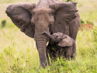 Elephant with its baby. iStockphoto