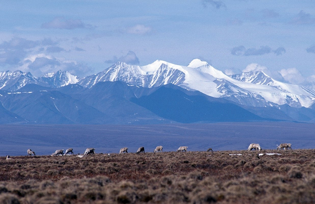 Caribou graze on the coastal plain of the Arctic National Wildlife Refuge, with the Brooks Range as a backdrop. (Creative Commons photo by USFWS)