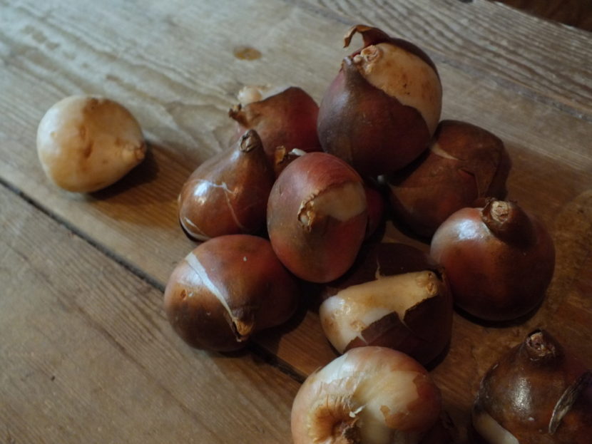 Bulbs ready for planting.