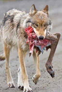 A wolf carrying a caribou leg. (Public Domain photo)