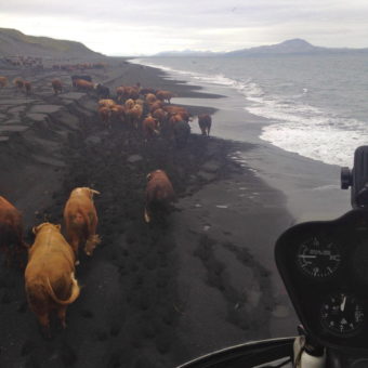 Herding cattle by helicopter in the Aleutians. (Photo courtesy of Curtis Norman)