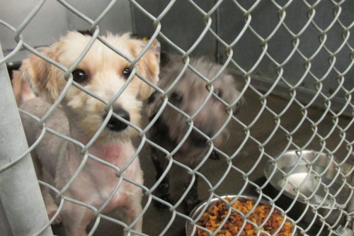 Dogs impounded at the Ketchikan animal shelter. (Photo by Maria Dudzak/KRBD)