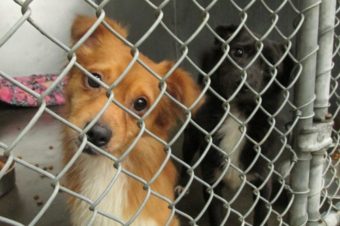 Two of the dogs impounded at the Ketchikan animal shelter Oct. 9th. (Photo by Maria Dudzak/KRBD)