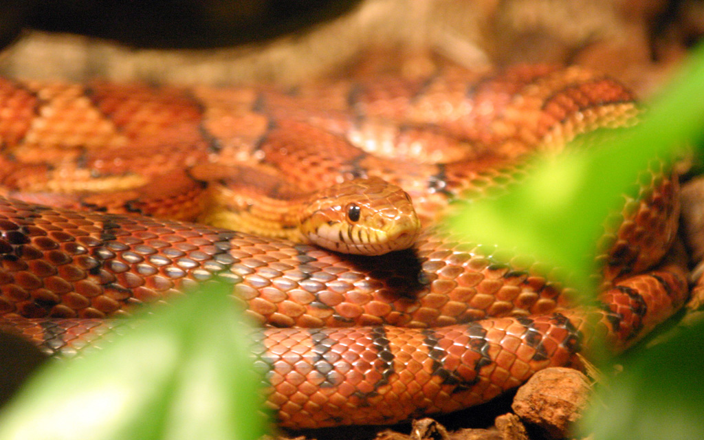 Red corn snake. (Public Domain photo by Mike Wesemann)