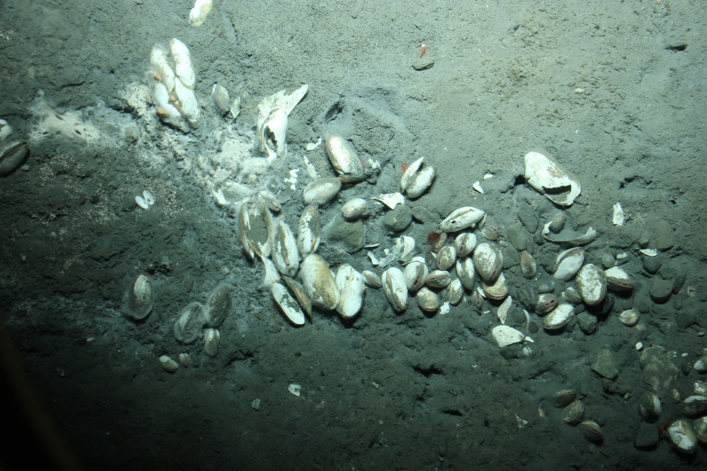 Sea life typical near ocean vents lives on the volcano. (Photo courtesy Canadian Geological Survey) 
