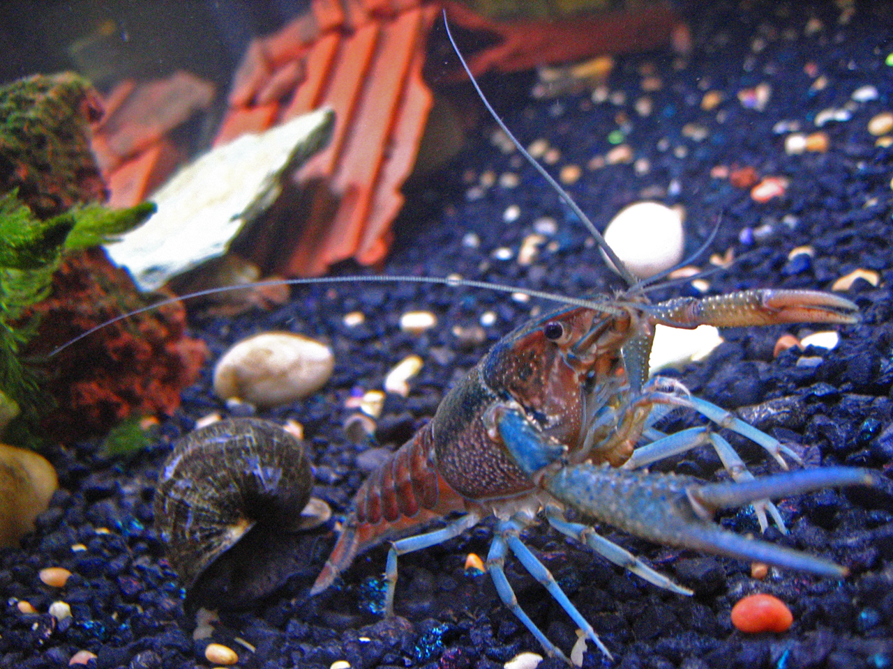 Crayfish invade Kodiak waters