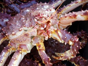 State managers are trying to grow the red king crab population in Southeast.(Photo courtesy of the Alaska Department of Fish and Game)