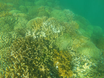 Partially bleached coral in Kaneohe, Hawaii. Coral reefs worldwide are at risk of damage from the suncscreen ingredient oxybenzone. Hawaii Department of Land and Natural Resources/Dan Dennison/AP