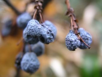 shriveled blueberries