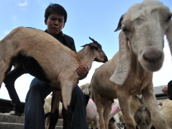 A Nepali selects a goat to sacrifice for the Hindu festival of Dashain. Prakash Mathema/AFP/Getty Images