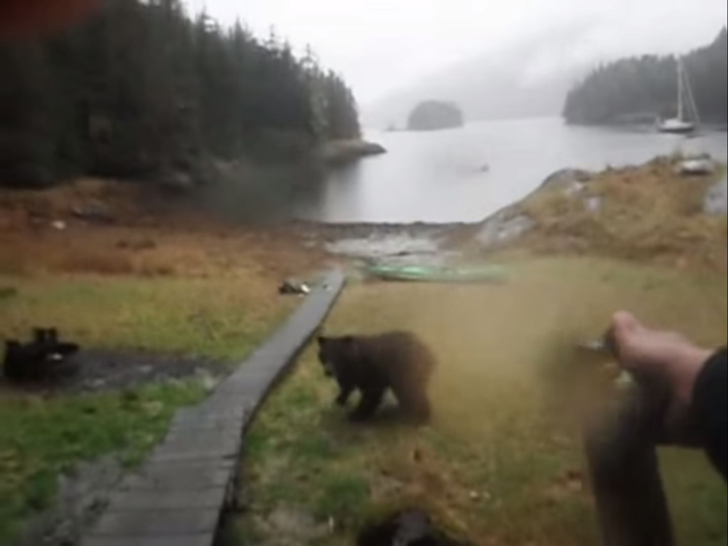 She was chewed up pretty bad': Grizzly bear attacks woman near