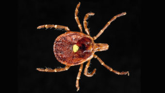 The lone star tick (Amblyomma americanum) is spreading north, carrying bacteria with it. James Gathany/CDC