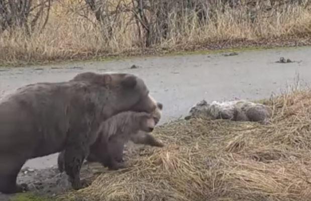 Katmai bear 451 and cubs