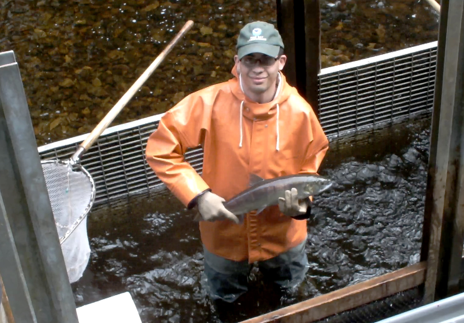 Unusually big pink salmon may be related to smaller coho and kings