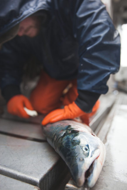 A commercial fisherman and salmon in Bristol Bay, July 2, 2013. (Creative Commons photo by Chris Ford)